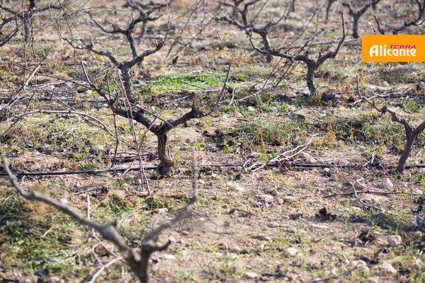 Зимние виноградники выглядят немного печально, но уже совсем скоро они снова зазеленеют.