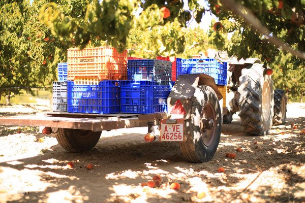 Время сбора урожая