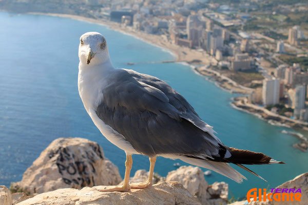 Чайки  - главные обитатели скалы Ифач