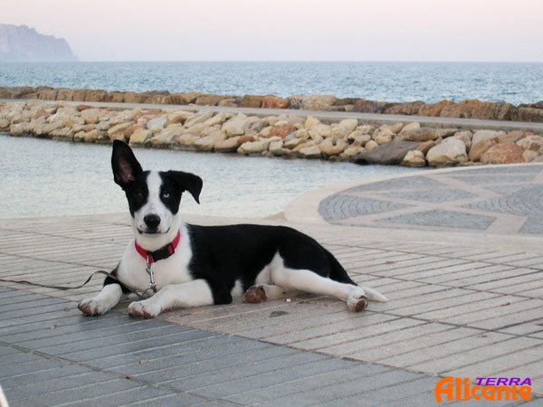 пес на набережной